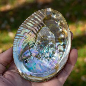 Abalone Shell