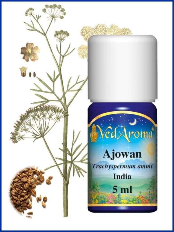 Ajowan Essential Oil