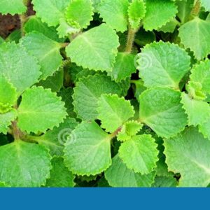 Ajwain Leaves (Indian Borage)