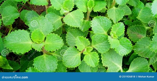 Ajwain Leaves (Indian Borage)