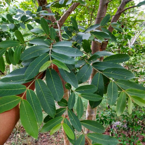 Arjuna Leaves