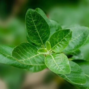 Ashwagandha Leaves