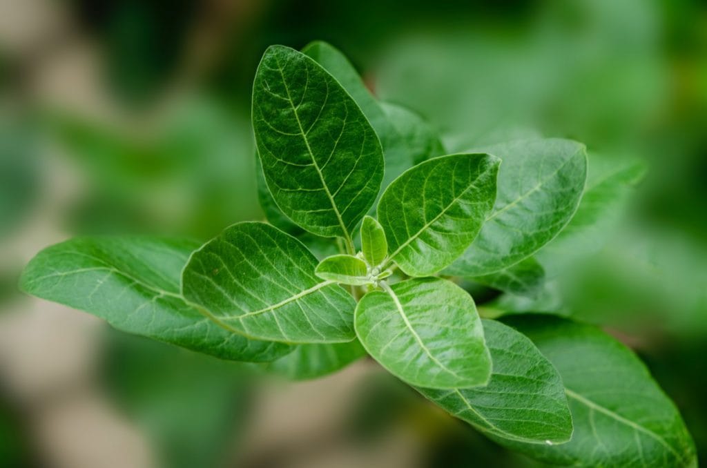 Ashwagandha Leaves