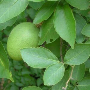 Bael Leaves