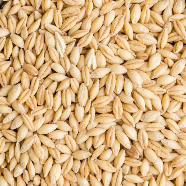 Barley Seeds