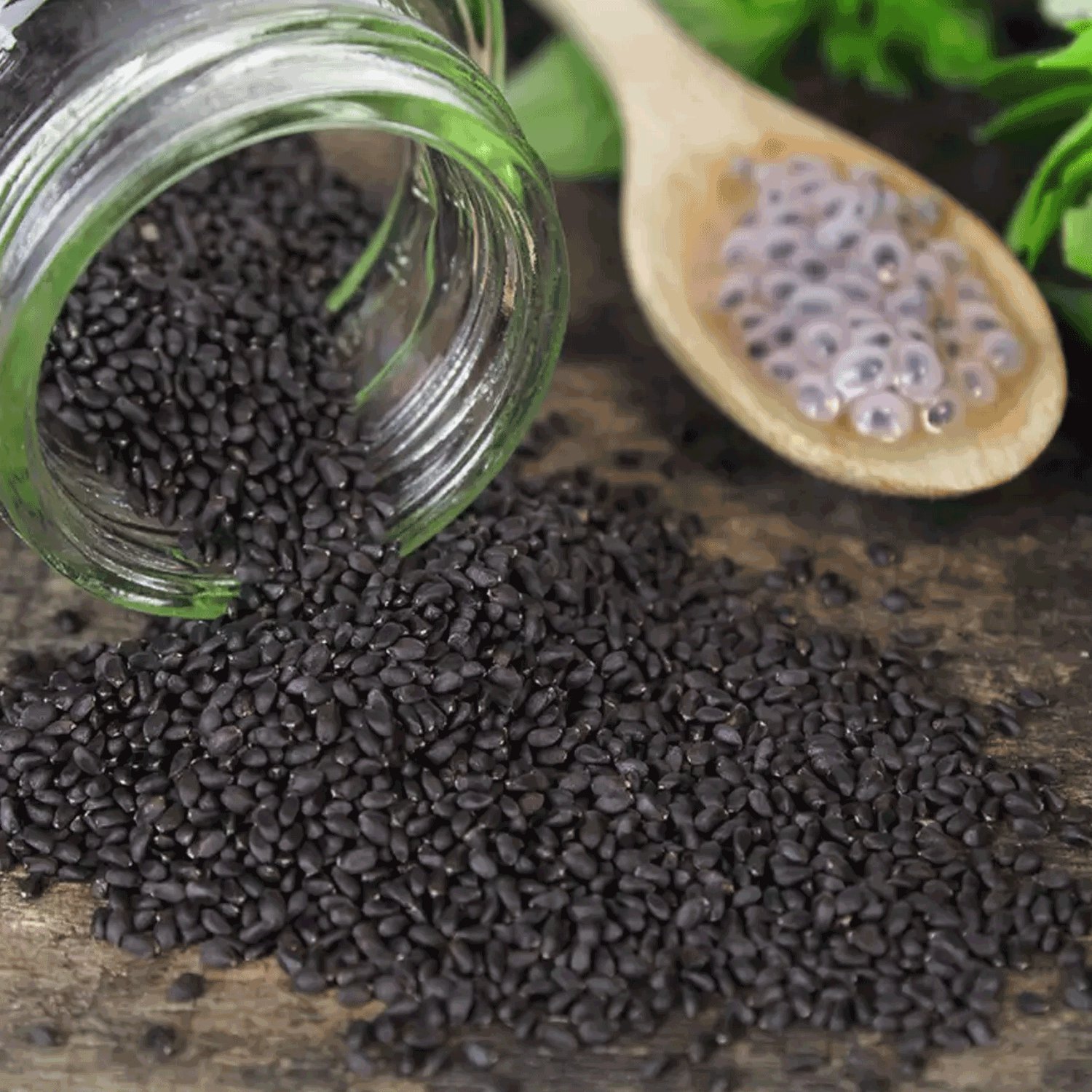Basil Seeds
