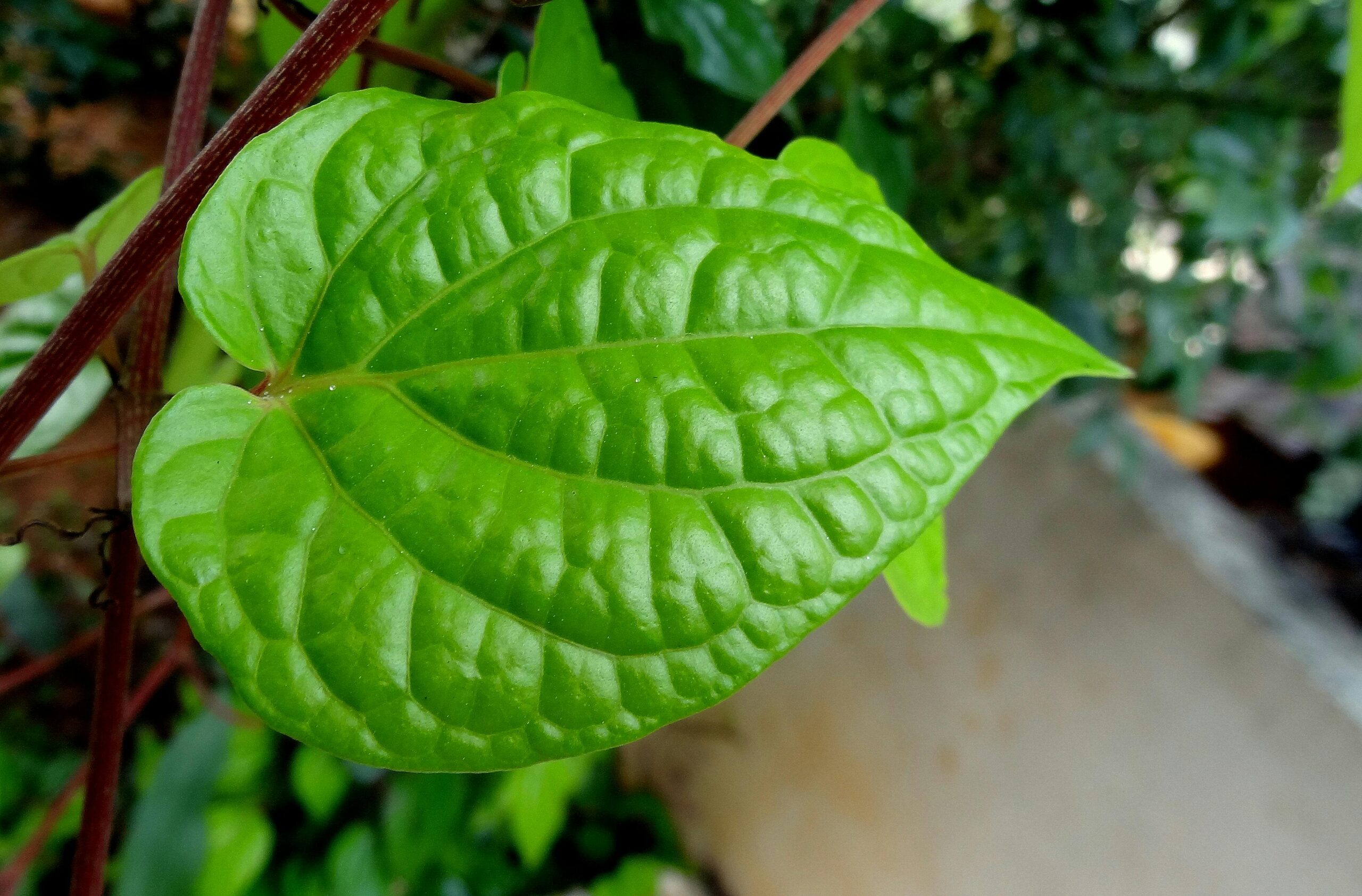 Betel Leaves