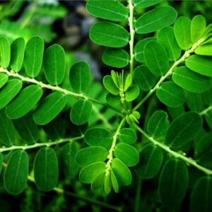 Bhumi Amla Leaves