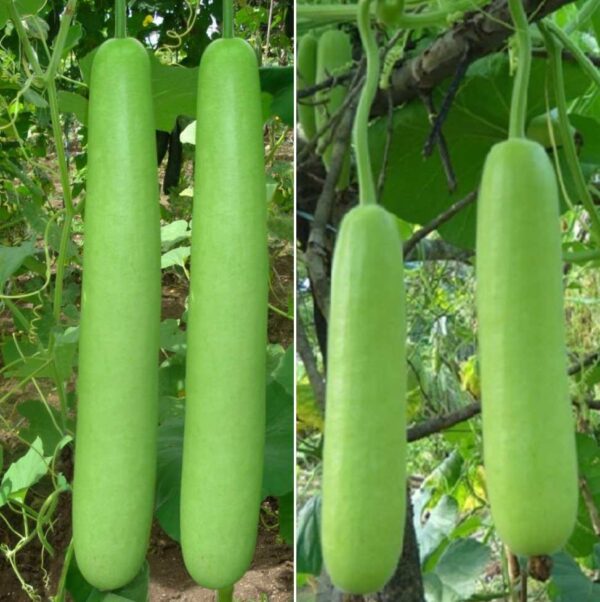 Bottle Gourd Seeds