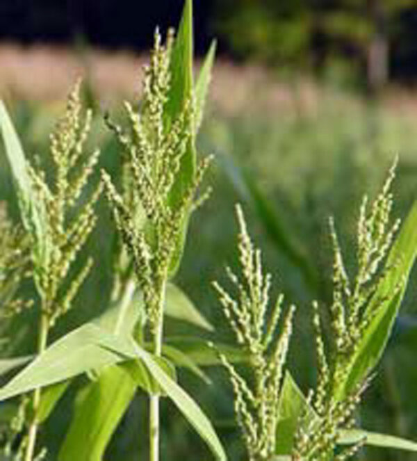 Browntop Millet