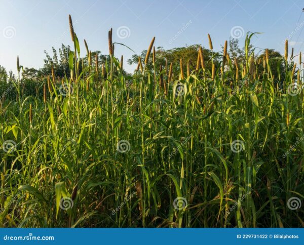 Bulrush Millet