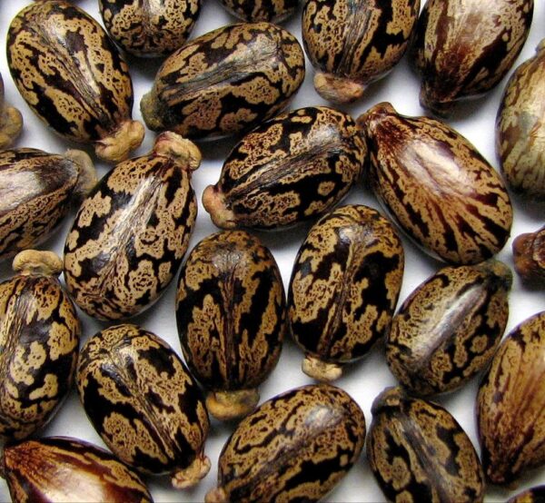 Castor Seeds