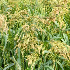 Common Millet