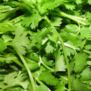 Coriander Leaves