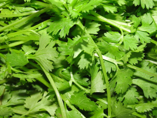 Coriander Leaves