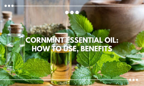 Cornmint Oil