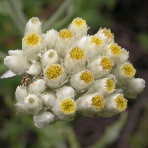 Cudweed (Gnaphalium)