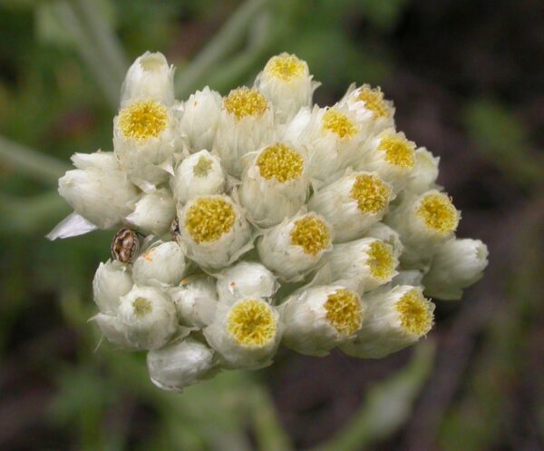 Cudweed (Gnaphalium)