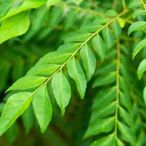 Curry Leaves