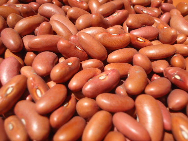 Dry Beans