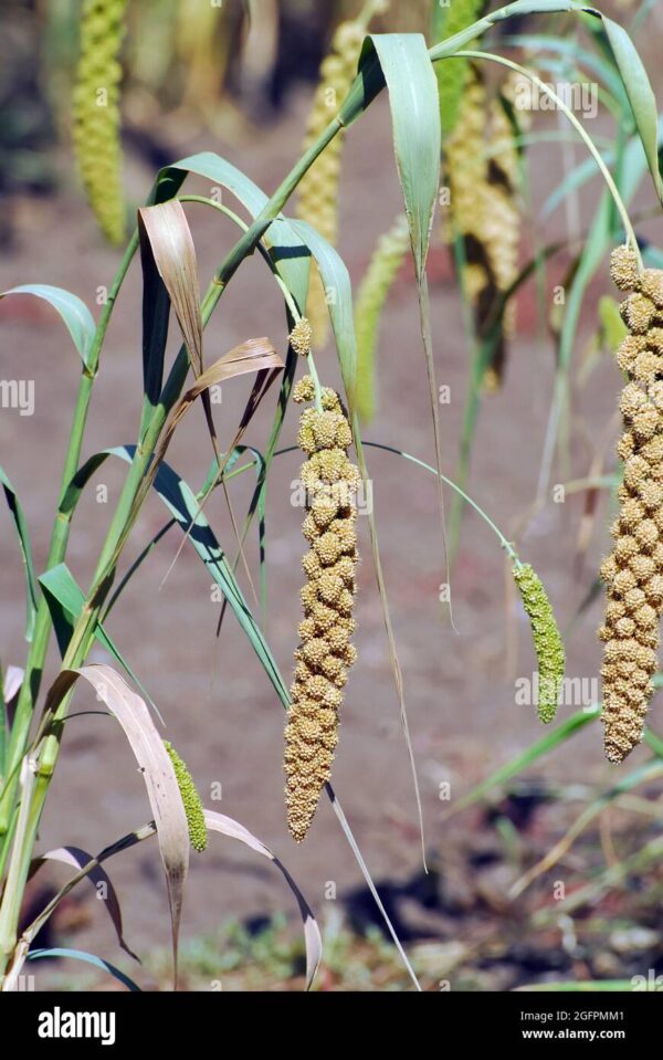 Dwarf Millet