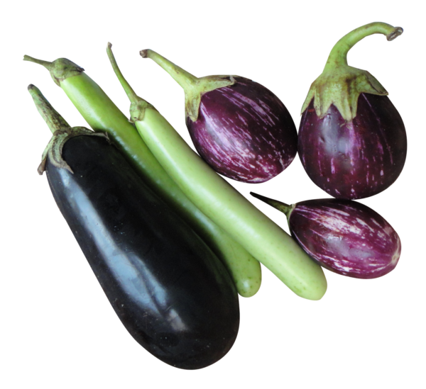 Eggplant (Brinjal)