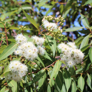 Eucalyptus Radiata Essential Oil