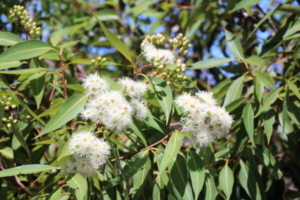 Eucalyptus Radiata Essential Oil