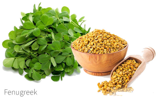 Fenugreek Seeds