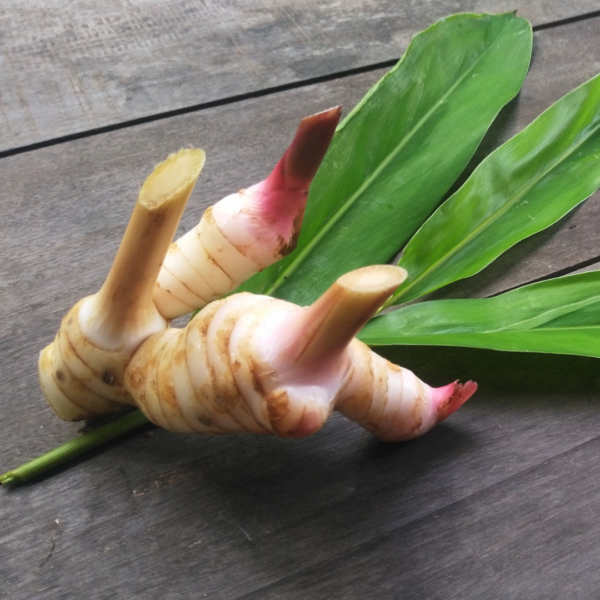 Galangal Herb Oil