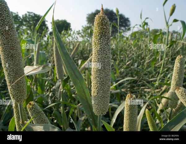 Giant Millet