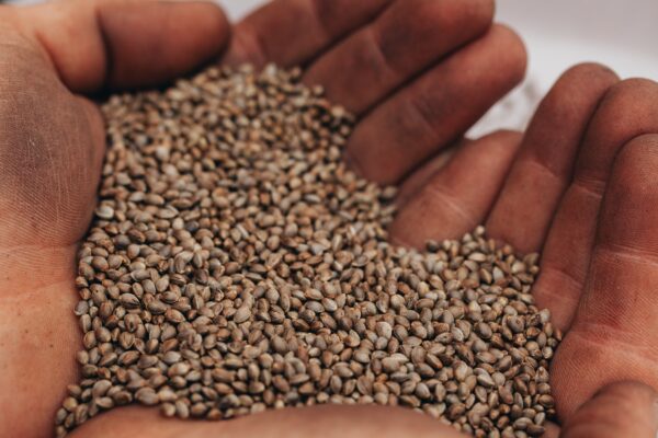 Hemp Seeds