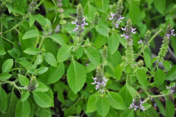 Holy Basil (Tulsi)