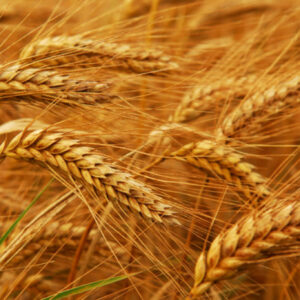 Khorasan Wheat