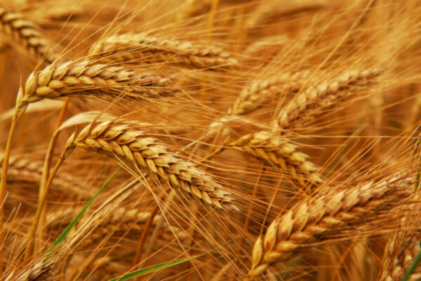 Khorasan Wheat