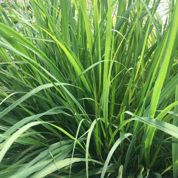 Lemon Grass