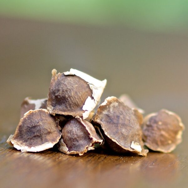 Moringa Seeds