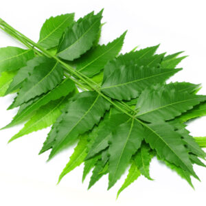 Neem Leaves