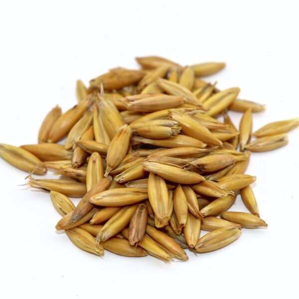 Oat Seeds