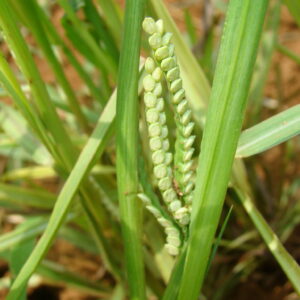 Paspalum Millet