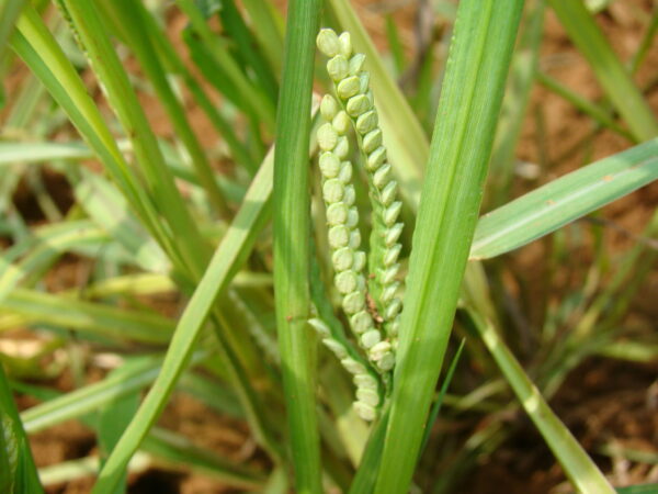 Paspalum Millet