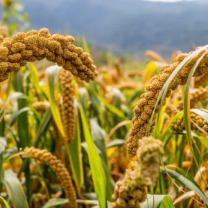 Proso Millet