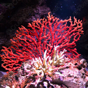 Red Coral