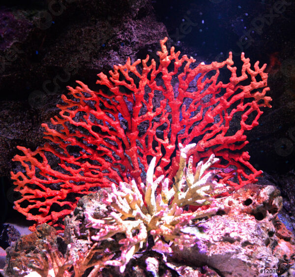 Red Coral