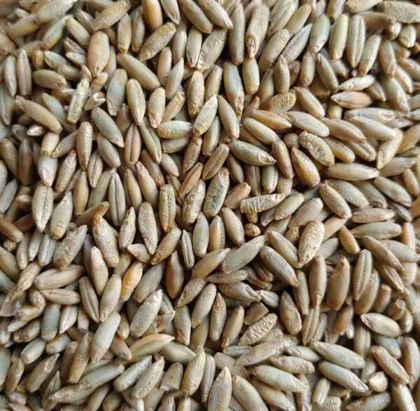 Rye Seeds