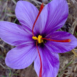Saffron