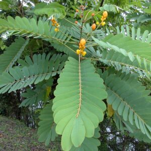 Senna Leaves
