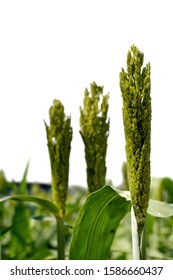 Shallu Millet