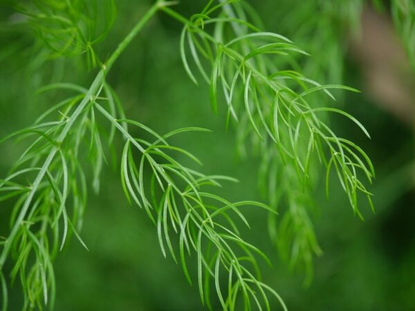 Shatavari Leaves