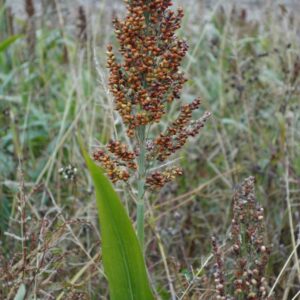 Shorgo Millet